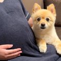 今月出産予定の妊婦…