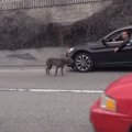 「高速道路に犬がい…