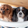犬生経験が犬のアイ…