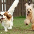 犬が興奮している時…
