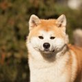 『忠誠心が強い犬』…