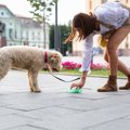 犬が散歩中にウンチ…