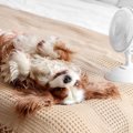 犬が『クーラー病』…
