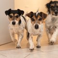 犬を多頭飼いしてい…