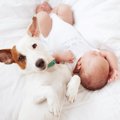 犬がみせる『尊すぎ…