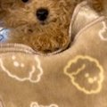 転がっている子犬に…