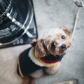 「寒さに弱い犬種」4…