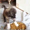 無防備な子犬を捨て…