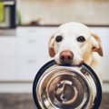 犬が『何度も要求す…