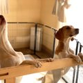 犬が『情緒不安定』…