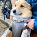 短足犬が『雨の日に…