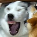 ハスキー犬が『先輩…