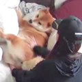 柴犬が『お散歩行か…