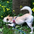 犬が掘る理由！行動…