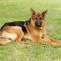 現代の純血種の犬の…