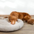 犬が怯えてしまう『…
