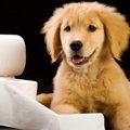 犬のおしっこの回数…