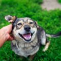 犬が嬉しい気持ちに…