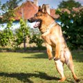 犬が元気すぎる時に…