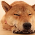 犬が『生理』になっ…