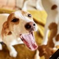 犬が家の中で吠え続…