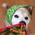 【話題】柴犬のおべ…
