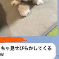 犬を預けた友人からL…