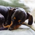 犬が『困っている時…