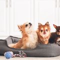 犬のベッドを洗う頻…