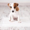 犬がウンチをした後…