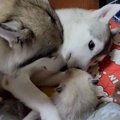 【ほっこり】わが子…