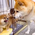 お母さん犬が『生後1…