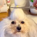 犬の『ちょんまげ』…