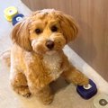 犬が『声が出るボタ…