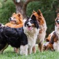犬が絶対に反応する…