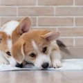 犬が『トイレに座っ…
