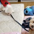 性格が正反対な２匹…