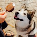 気をつけて！実は犬…