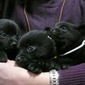 愛犬と私の出会いの…