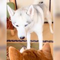 ハスキーが先輩犬に…