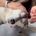 犬を『雑に撫でてみ…