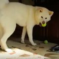 ボールラブな秋田犬…