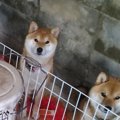 ストーブ点火待ちを…