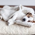 犬が飼い主の『服の…