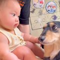 犬が赤ちゃんを目の…