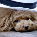 老犬の嘔吐は何かの…
