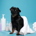 犬がお風呂に行きた…
