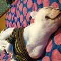 その行動には何の意…