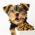 犬の多頭飼いでご飯…