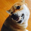 喜んでるの？怒って…